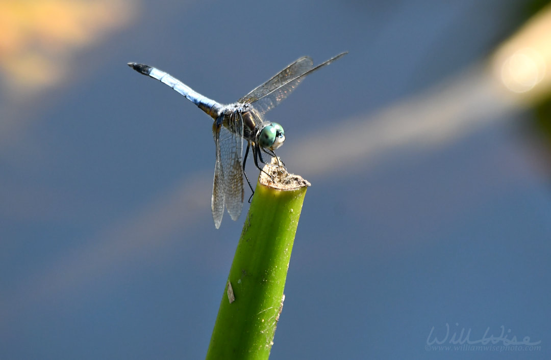 Blue Dasher Dragonfly at the Maul Hammock canoe shelter. Okefenokee National Wildlife Refuge, Georgia Picture