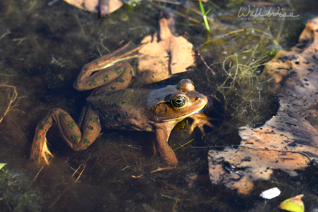 Pig Frog swimming in tannin blackwater of Okefenokee Swamp National Wildlife Refuge, Georgia Picture