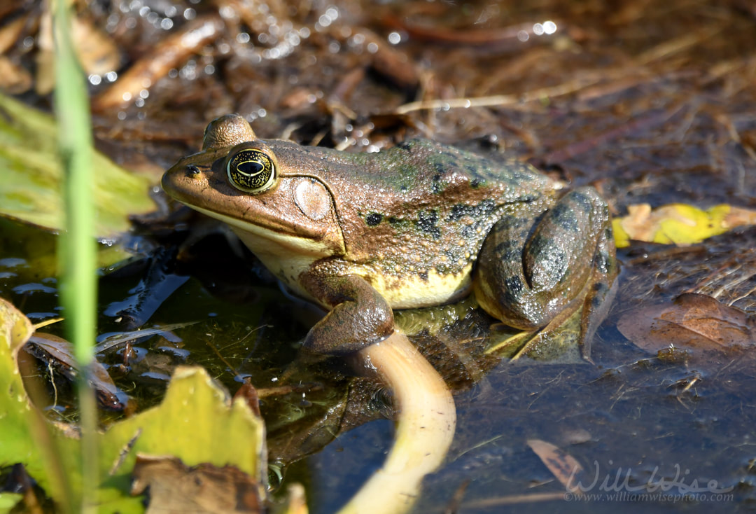 Pig Frog swimming in tannin blackwater of Okefenokee Swamp National Wildlife Refuge Picture
