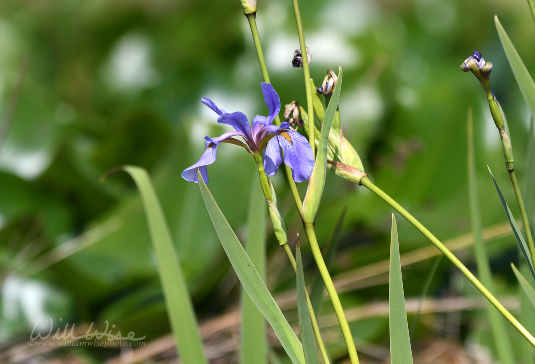 Swamp Iris Southern Blue Flag, Okefenokee National Wildlife Refuge Picture