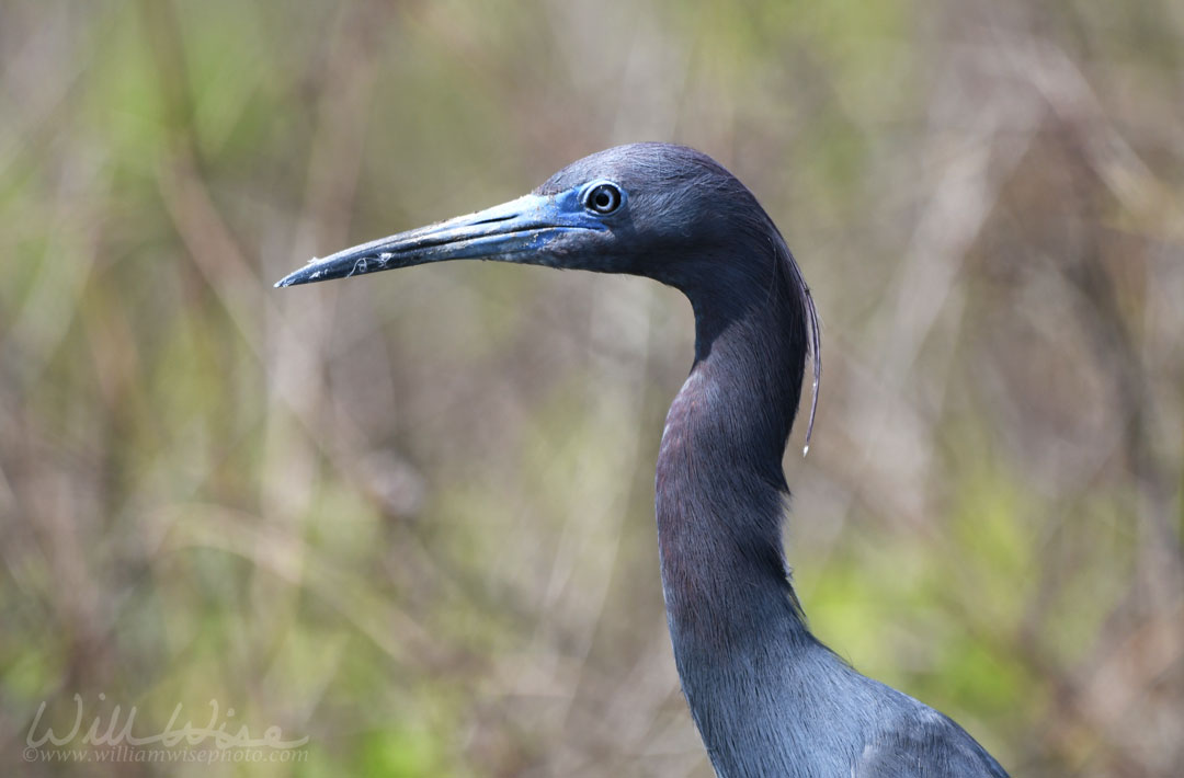 Close up of Little Blue heron in the Okefenokee Swamp Picture
