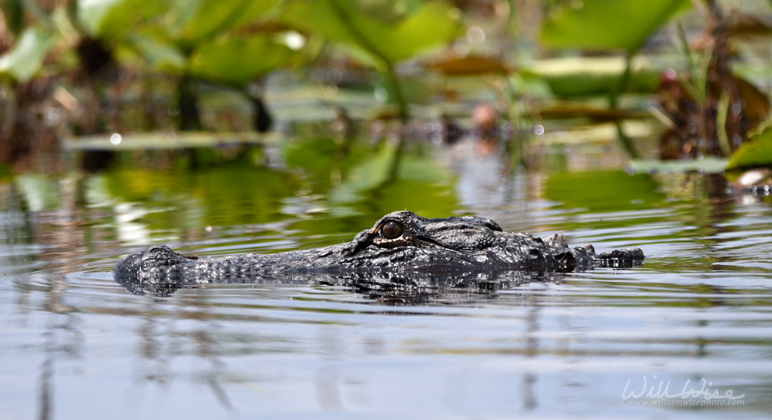American Alligator swimming in the Okefenokee Swamp Georgia Picture