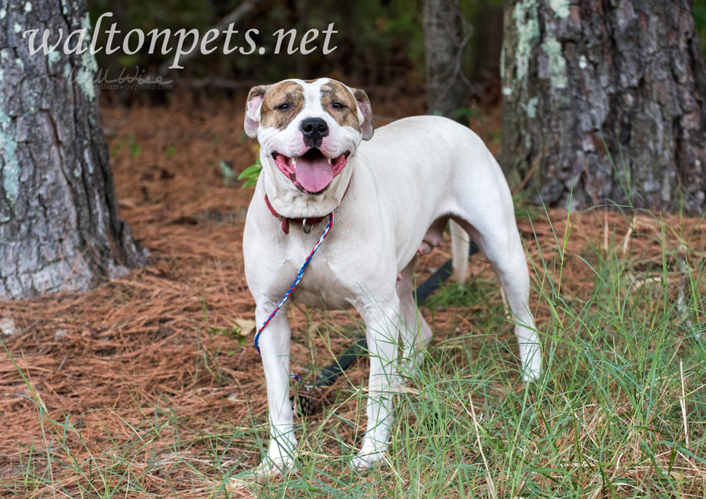 Happy American Bulldog wagging tail Picture