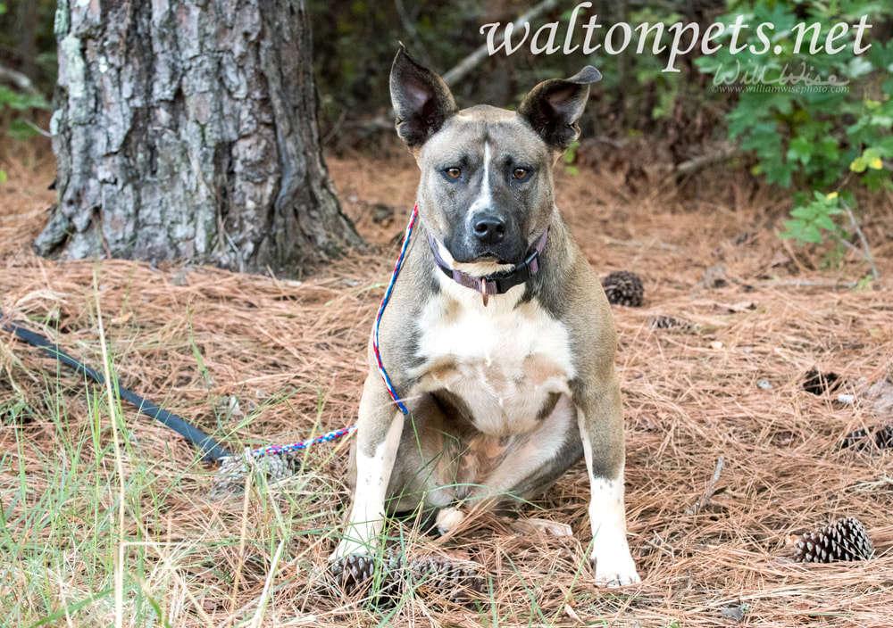 Akita Mastiff mix breed dog with big ears and purple collar outside on leash Picture