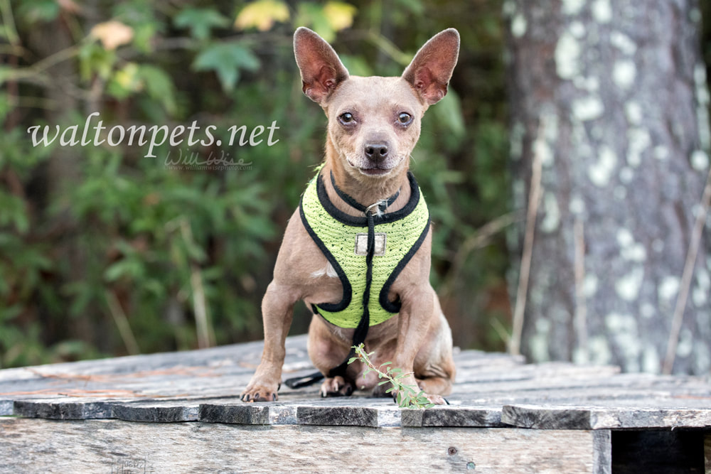 Older Chihuahua Dachshund Chiweenie dog with green harness outside Picture