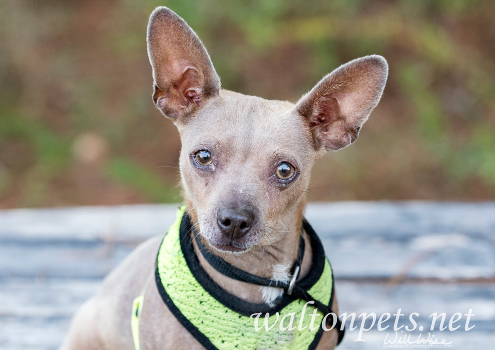 Older Chihuahua Dachshund Chiweenie dog with green harness outside Picture