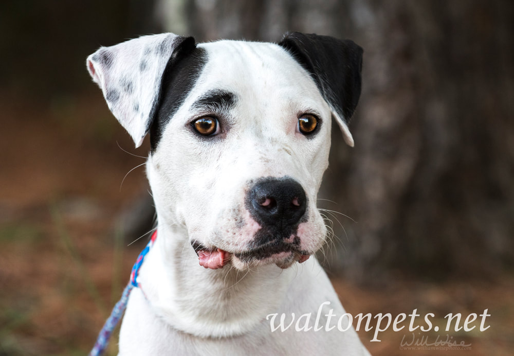 White and black Dalmatian Pitbull mix breed dog Picture