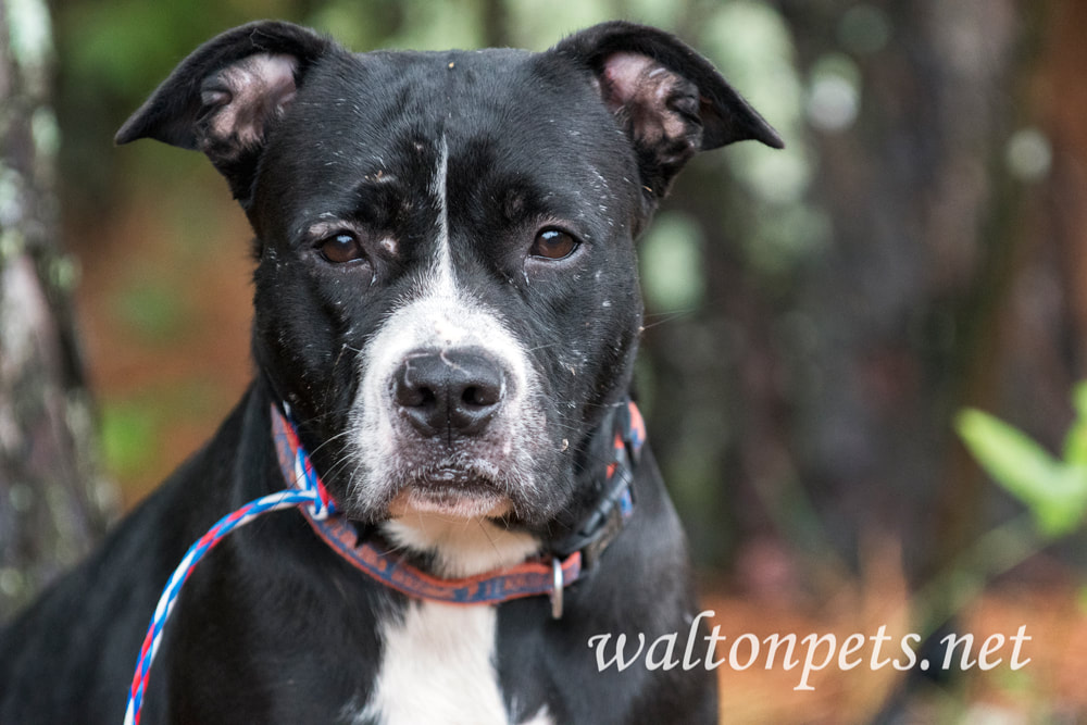 Sad black and white female Boxer Pitbull dog with old scars Picture