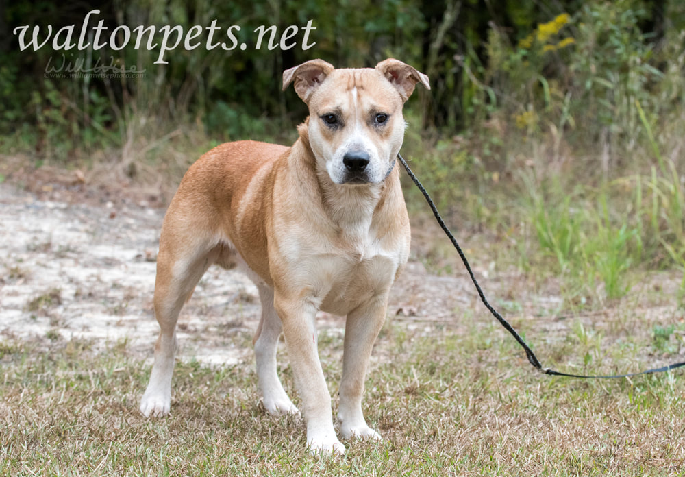 Bulldog Pitbull dog rescue adoption photo Picture