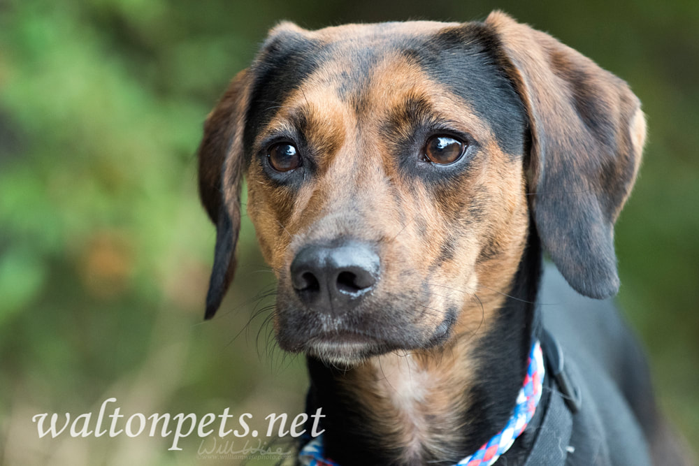 Foxhound and Coonhound mixed breed dog with floppy ears Picture
