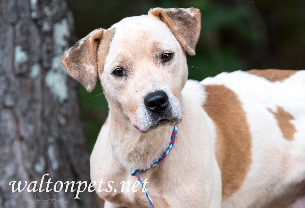 Boxer Bulldog Pitbull mix dog rescue adoption photo Picture