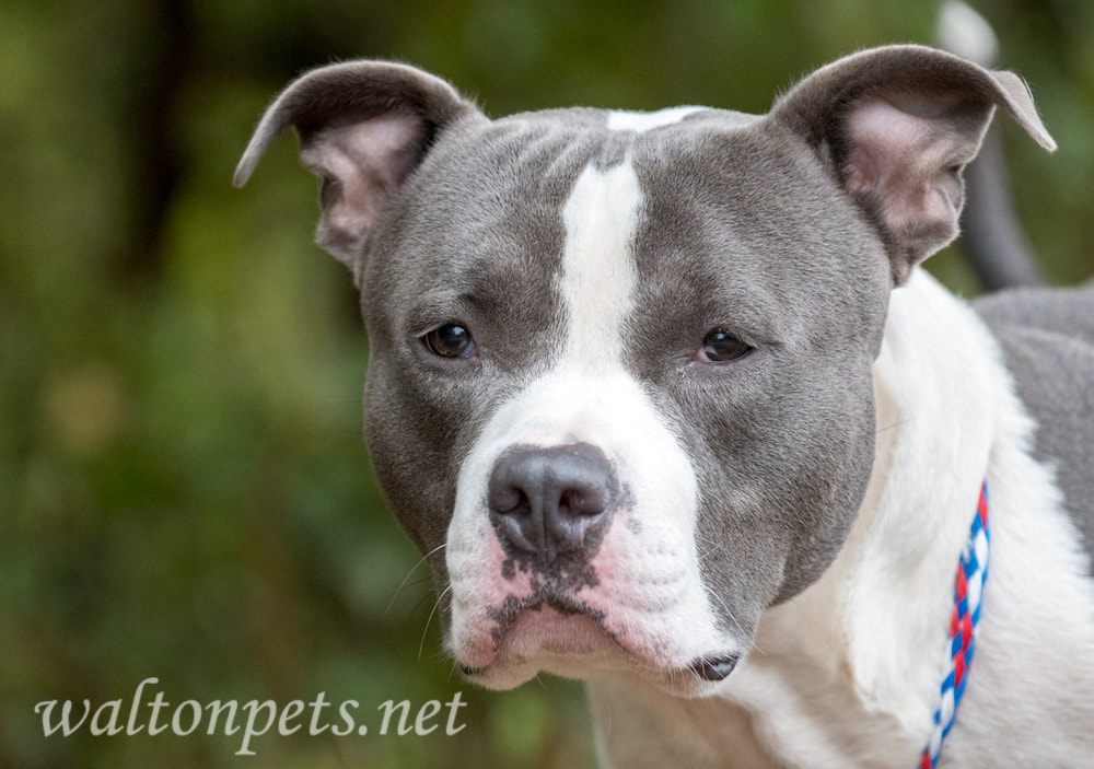 Large blue nose pitbull terrier dog Picture