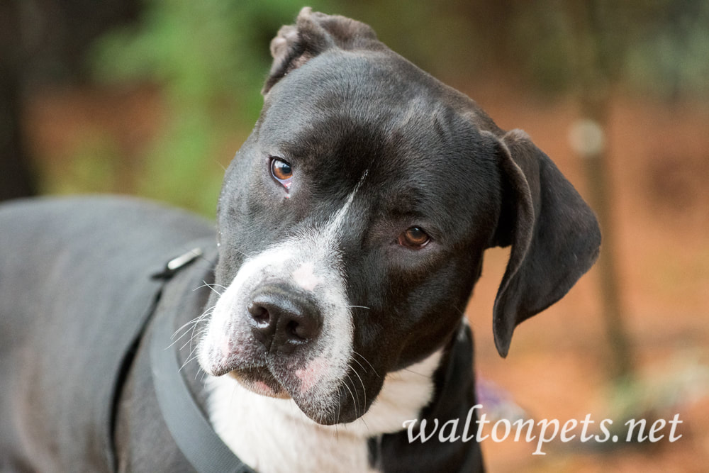 Black and White unneutered male Mastiff Bulldog Pitbull mix dog with harness outside on leash Picture