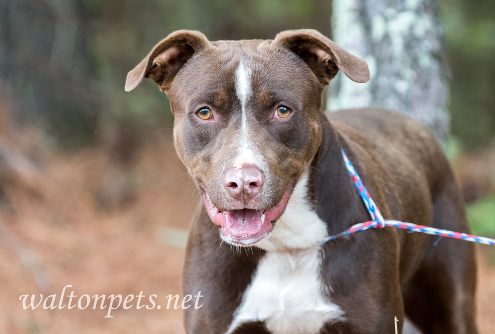 Silly Chocolate Lab Pitbull mutt outside Picture