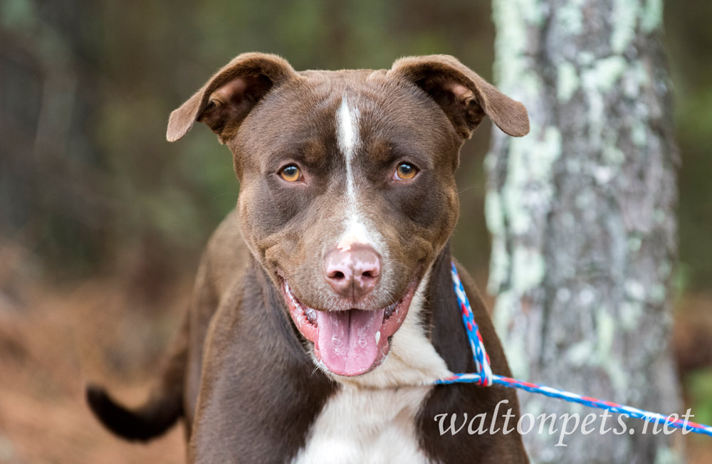Silly Chocolate Lab Pitbull mutt outside Picture