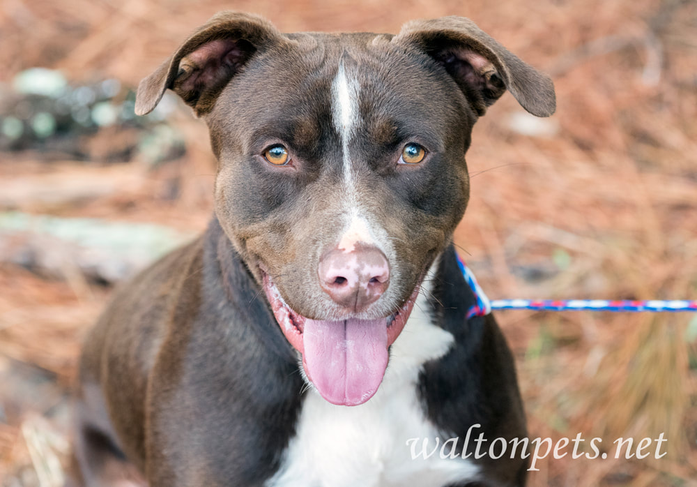Silly Chocolate Lab Pitbull mutt outside Picture