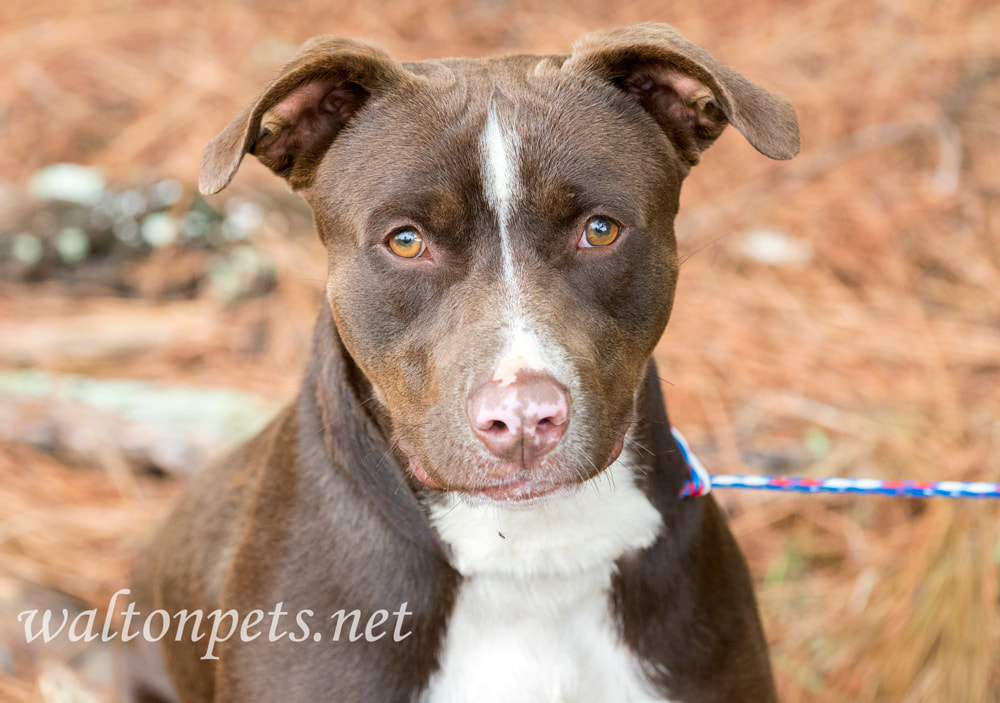Silly Chocolate Lab Pitbull mutt outside Picture