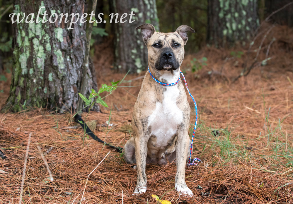 Tan brindle female Pitbull Terrier dog tied outside on leash Picture