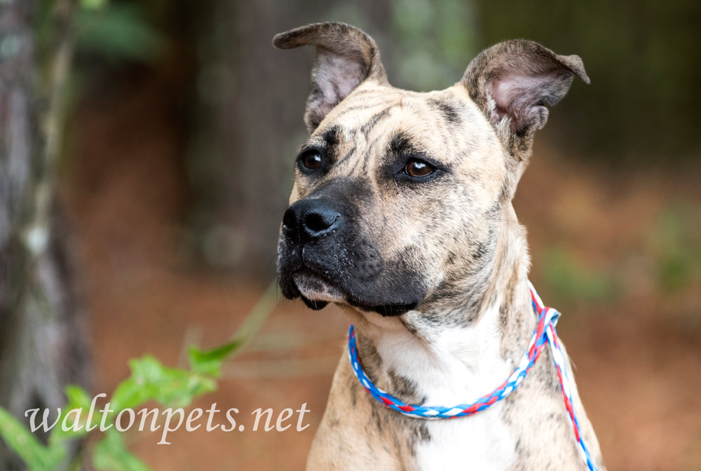 Tan brindle female Pitbull Terrier dog tied outside on leash Picture