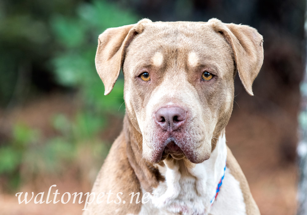 Big unneutered male Shar Pei and American Bulldog mix breed dog tied on leash outside Picture