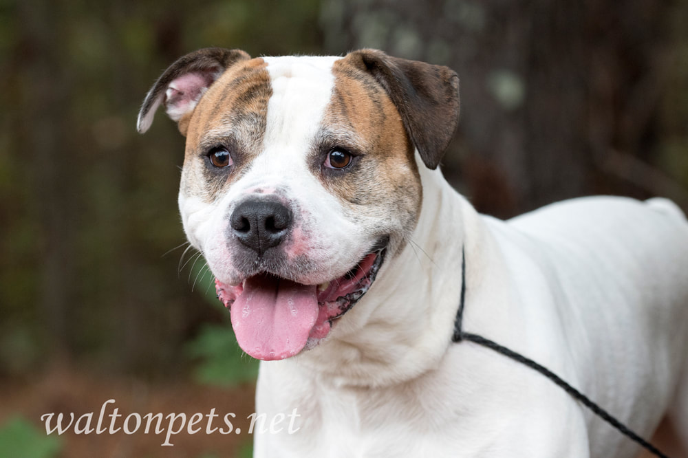Big American Bulldog dog Picture