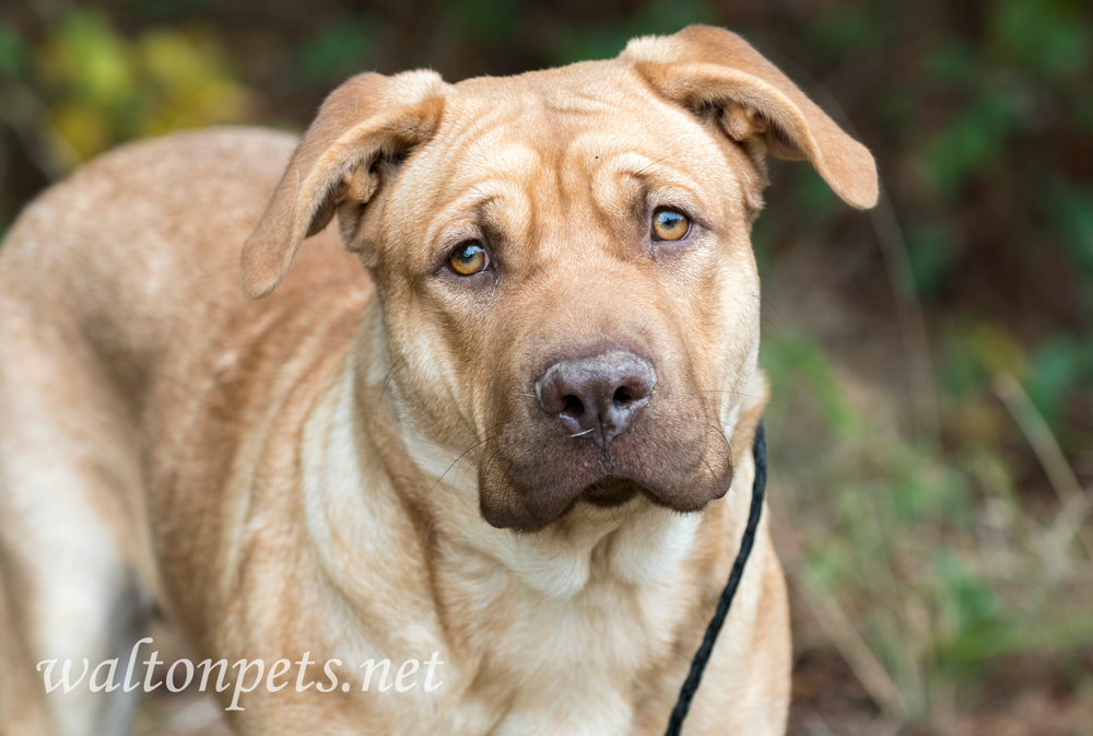 Lab Sharpei Mastiff mix puppy dog Picture