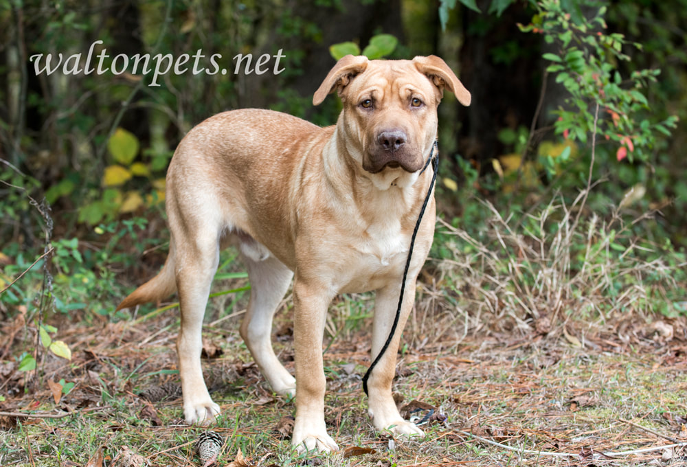 Lab Sharpei Mastiff mix puppy dog Picture