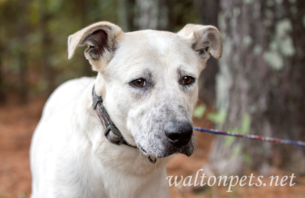 Young white shepherd mix dog mutt laying down outside on leash Picture