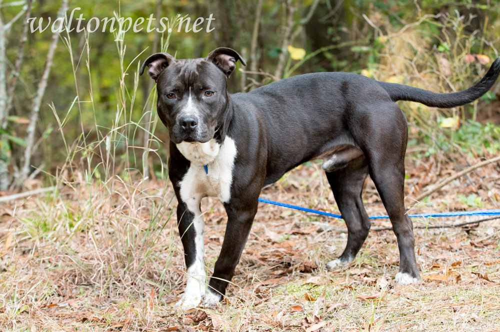 Young black and white Pitbull Terrier dog on leash wagging tail Picture