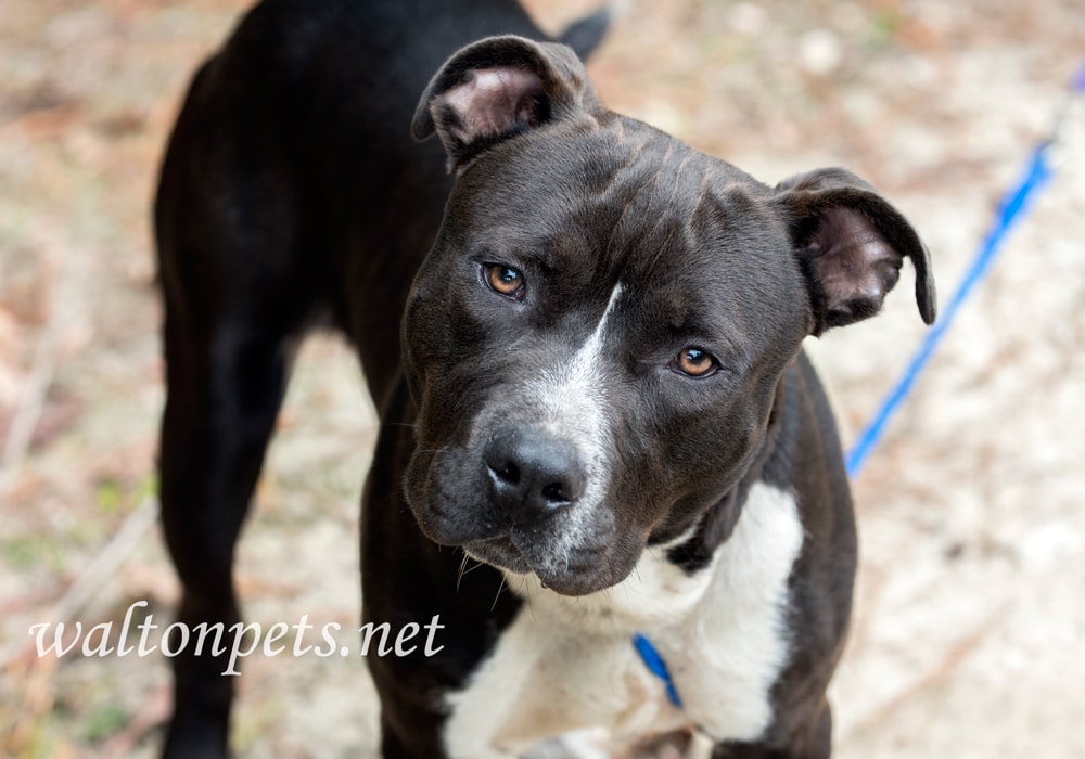 Young black and white Pitbull Terrier dog on leash wagging tail Picture