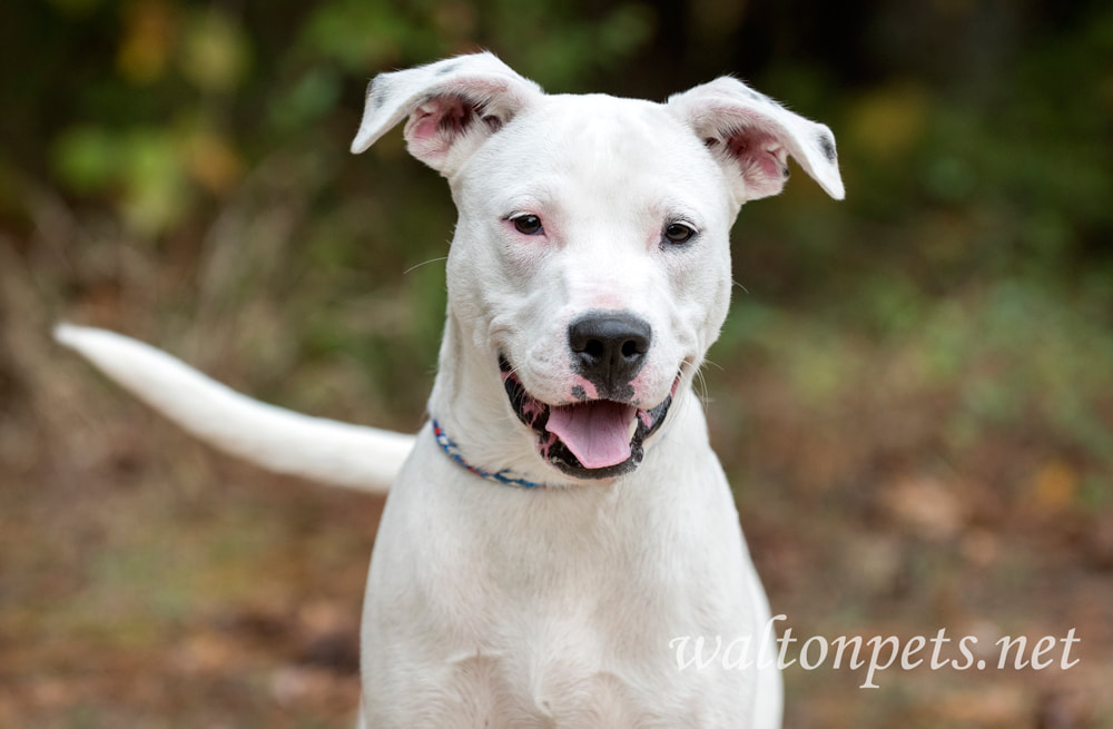 Playful white Pit Bull Terrier mix puppy dog outside panting tongue Picture
