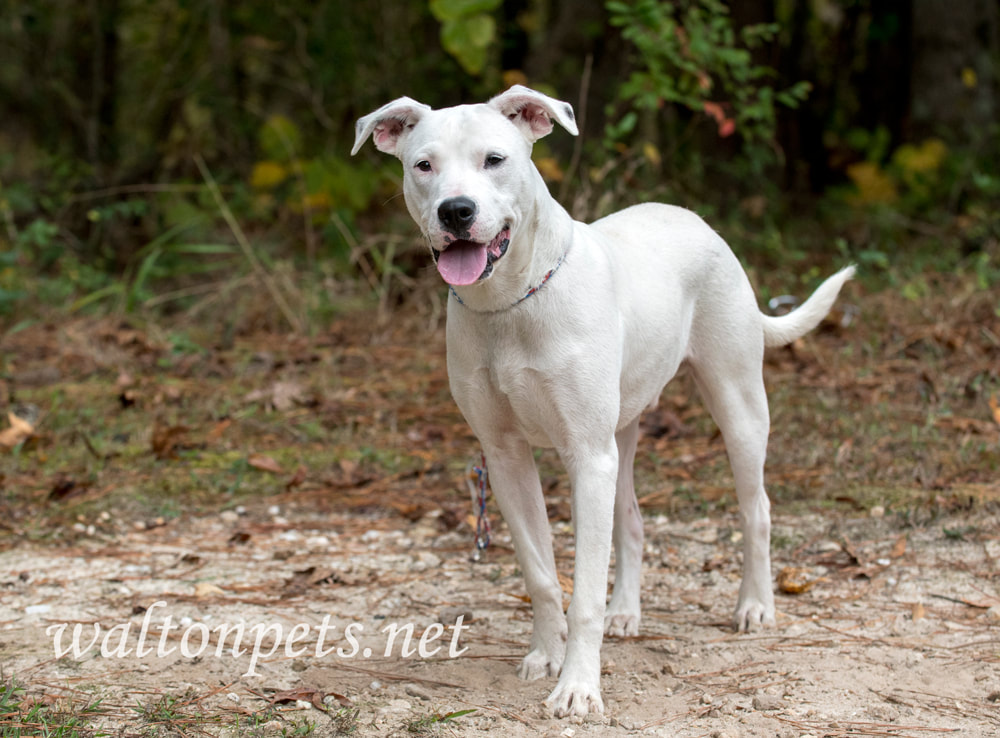 Playful white Pit Bull Terrier mix puppy dog outside panting tongue Picture
