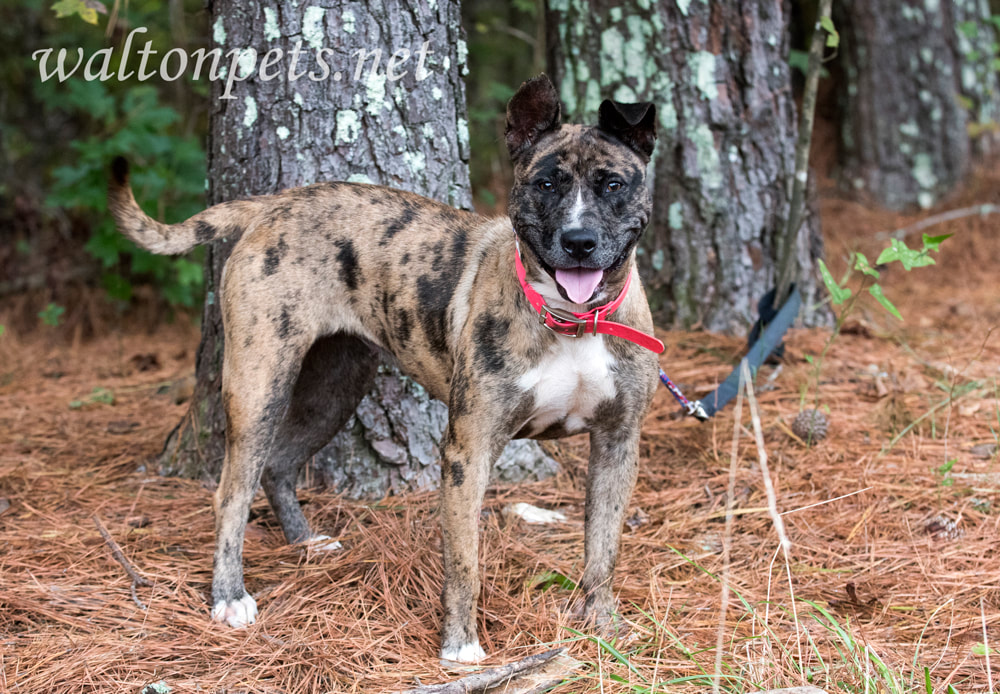 Merle Catahoula and Heeler mix breed dog with pink collar Picture