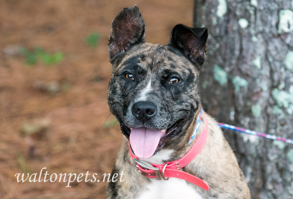 Merle Catahoula and Heeler mix breed dog with pink collar Picture