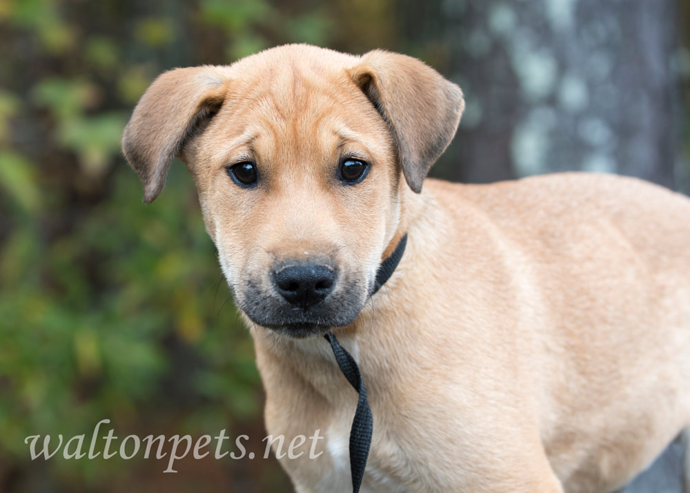 Lab mix breed mutt puppy dog outside on leash Picture