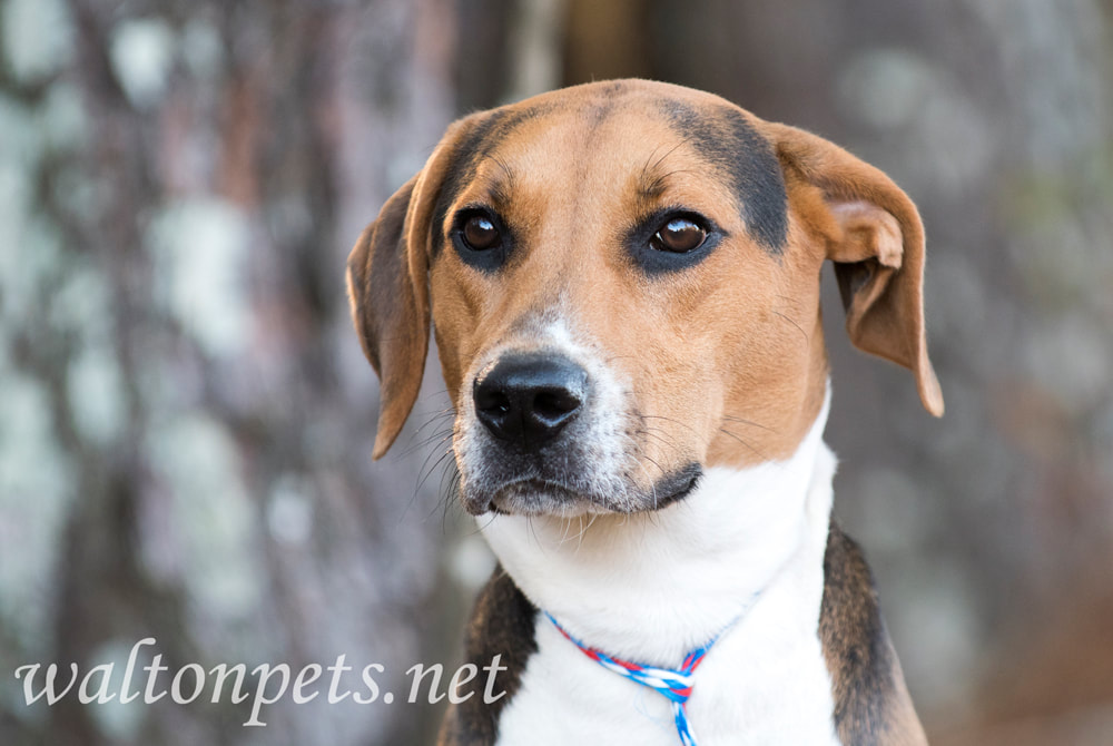 Foxhound Treeing Walker Coonhound hound dog with floppy ears sitting down outside on leash Picture