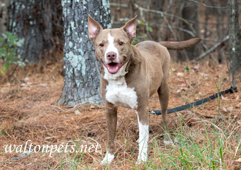 Happy older neutered male Pitbull Terrier mix breed dog Picture