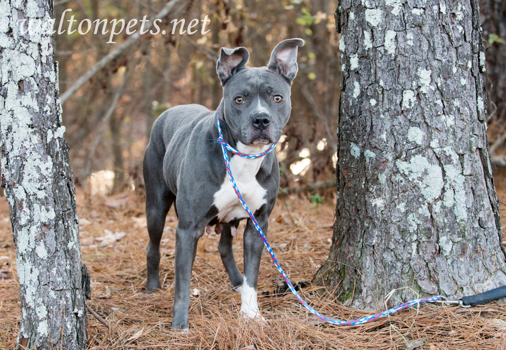 Female gray and white bluenose American Pitbull Terrier Picture