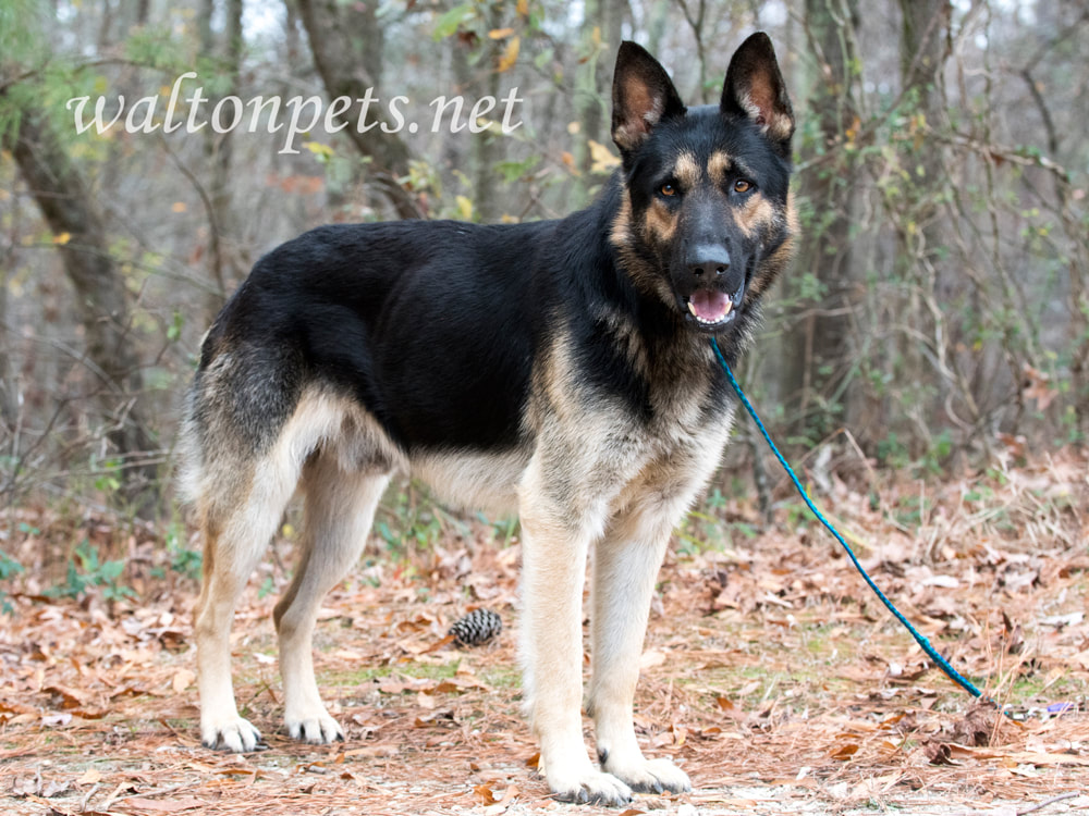 German Shepherd police K9 dog portrait Picture