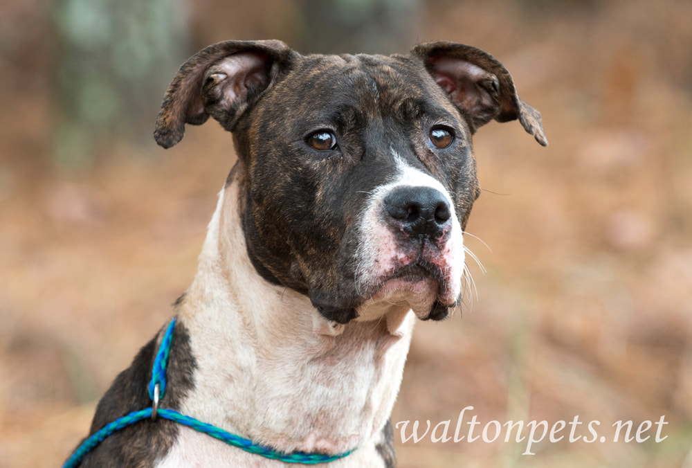 Neglected brindle and white American Bulldog and Boxer mixed breed dog Picture