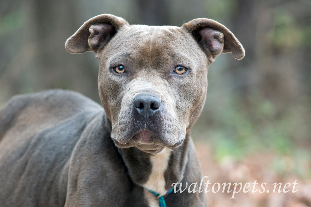 Very pregnant sad pitbull dog outside on leash Picture