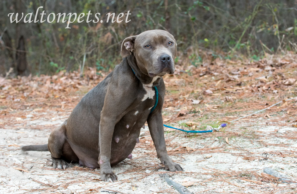 Very pregnant sad pitbull dog outside on leash Picture