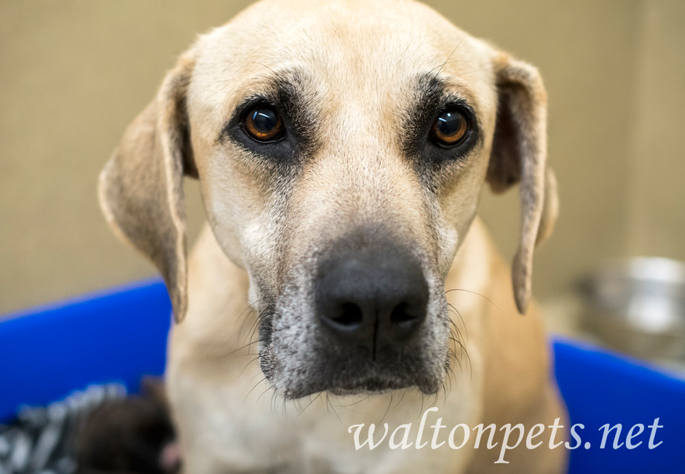 Great Dane mix breed dog with sad eyes Picture