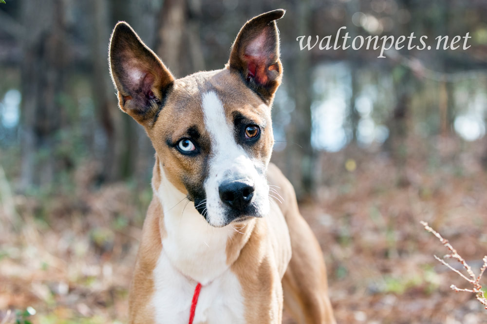 Cute Basenji Husky mix puppy dog head tilt and one blue eye Picture