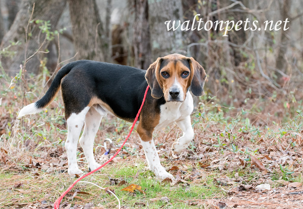 Cute Beagle dog with floppy hound ears Picture