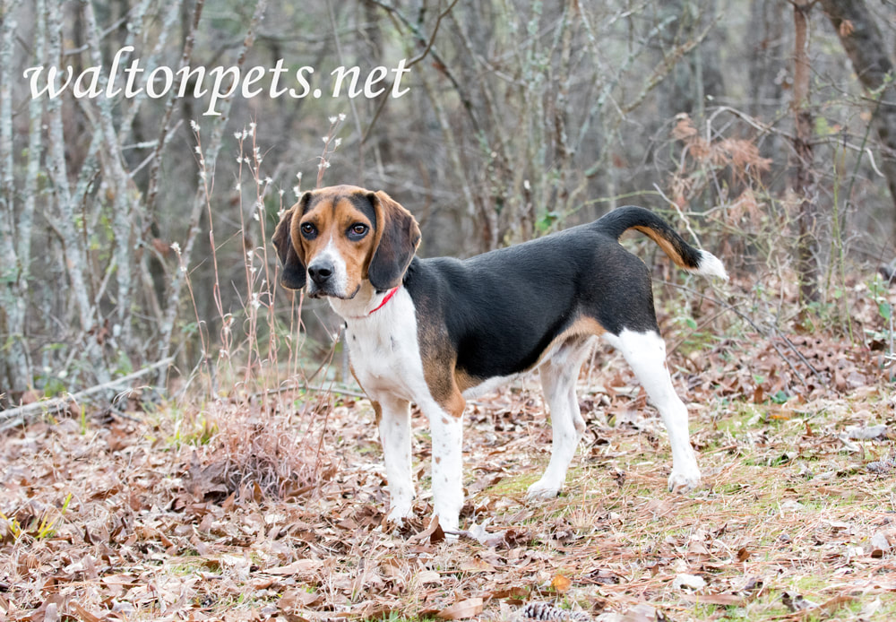 Cute Beagle dog with floppy hound ears Picture