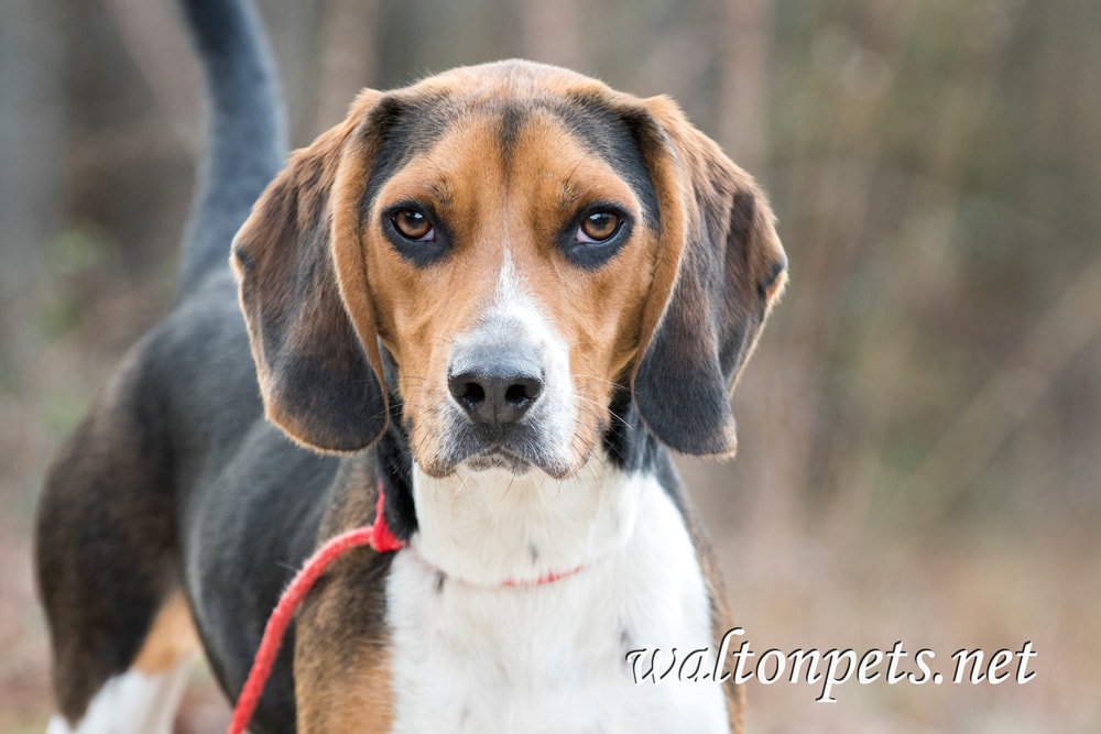 Cute Beagle dog with floppy hound ears Picture
