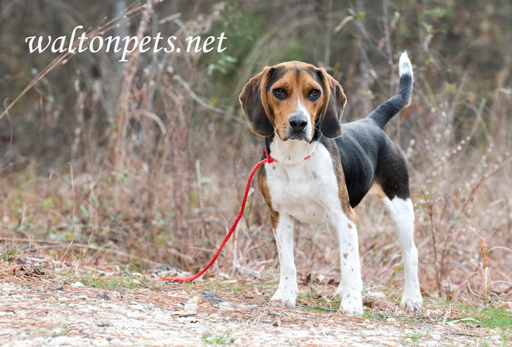 Cute Beagle dog with floppy hound ears Picture