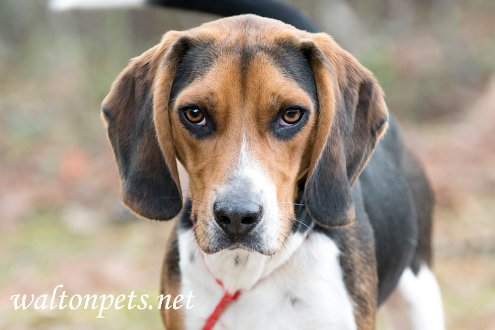 Cute Beagle dog with floppy hound ears Picture