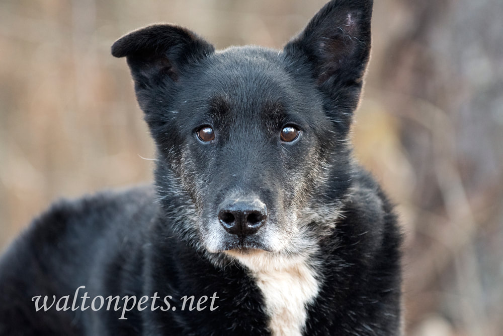 Senior black German Shepherd with grey muzzle Picture